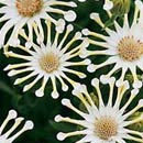 African DaisySoprano ® Vanilla Spoon